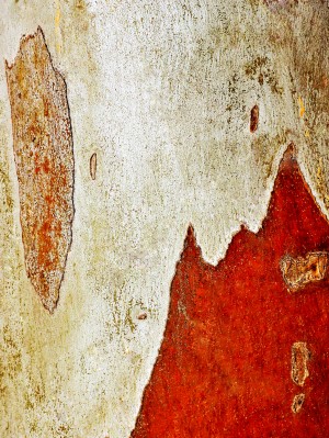 Murray Gum Tree Bark 1